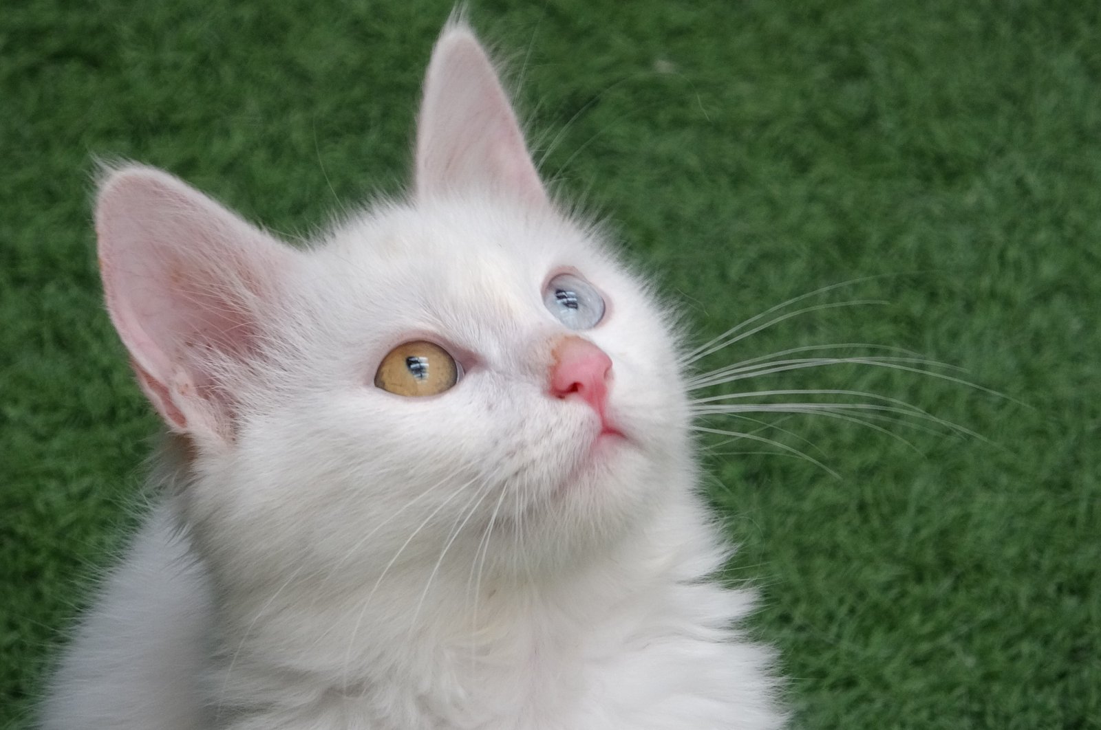 A graceful Van cat is photographed at the Van Cat Research and Application Center, eastern Türkiye, Aug. 4, 2023. (IHA Photo)
