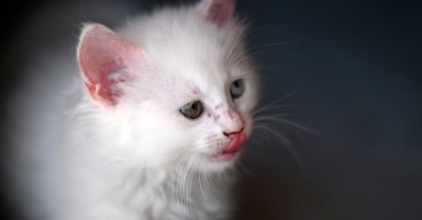 The adorable Ankara cat paws its way into the Hagia Sophia Grand Mosque, Istanbul, Türkiye, Aug. 8, 2023. (AA Photo)