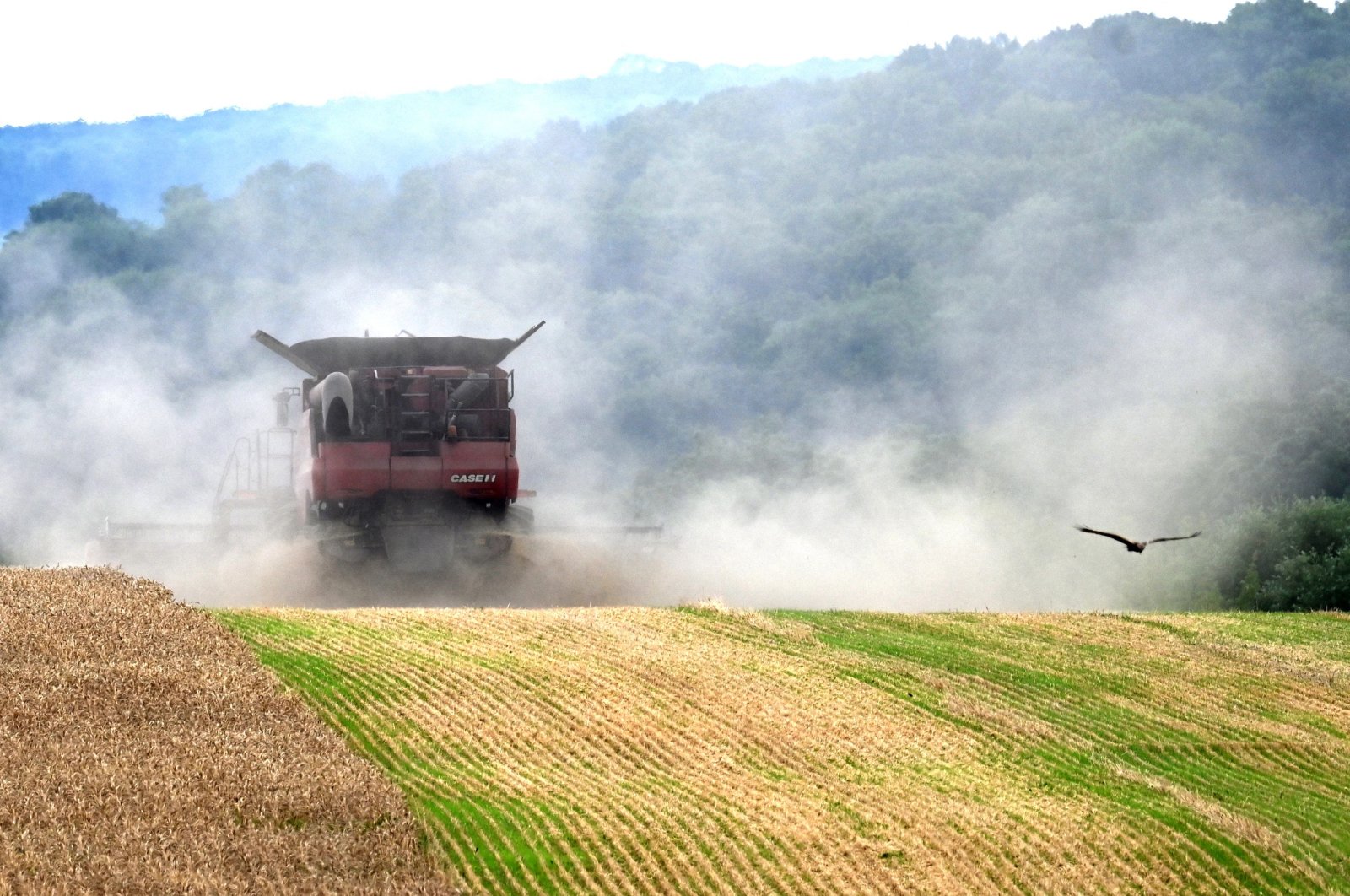 A combine harvests wheat at a field near Kivshovata village, Kyiv region, Ukraine, July 18, 2023. (AFP Photo)