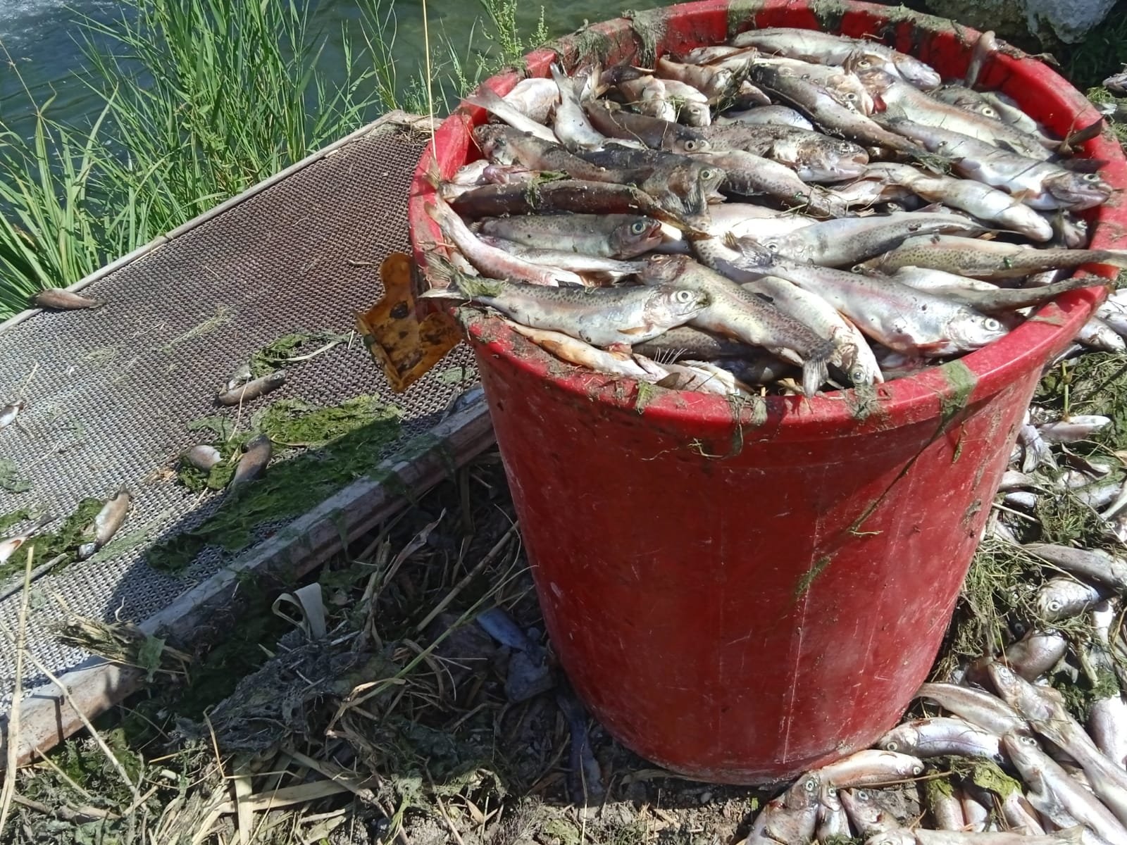 Some 325 tons of trout die from oxygen deprivation in Türkiye's Van