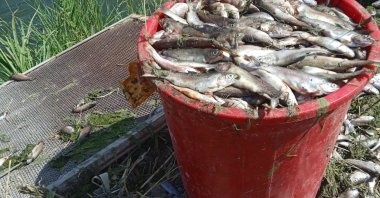 A bucket of dead trout is seen in a facility in Gürpınar, Van, Türkiye, Aug. 10, 2023. (DHA Photo)