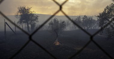 A fire burns olive groves in Sesklo village, Volos, eastern central Greece, July 26, 2023. (EPA Photo)