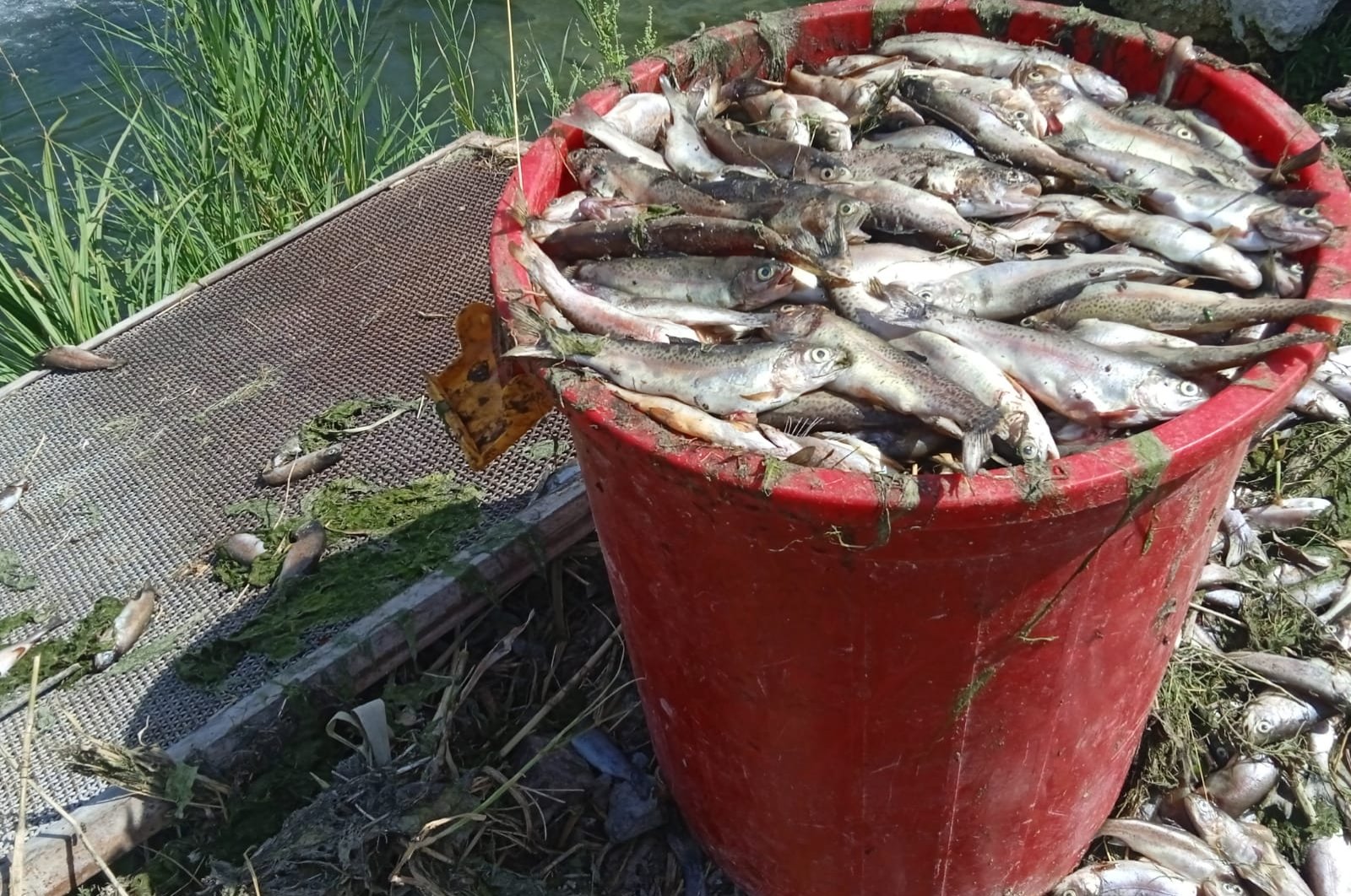 Some 325 tons of trout die from oxygen deprivation in Türkiye’s Van