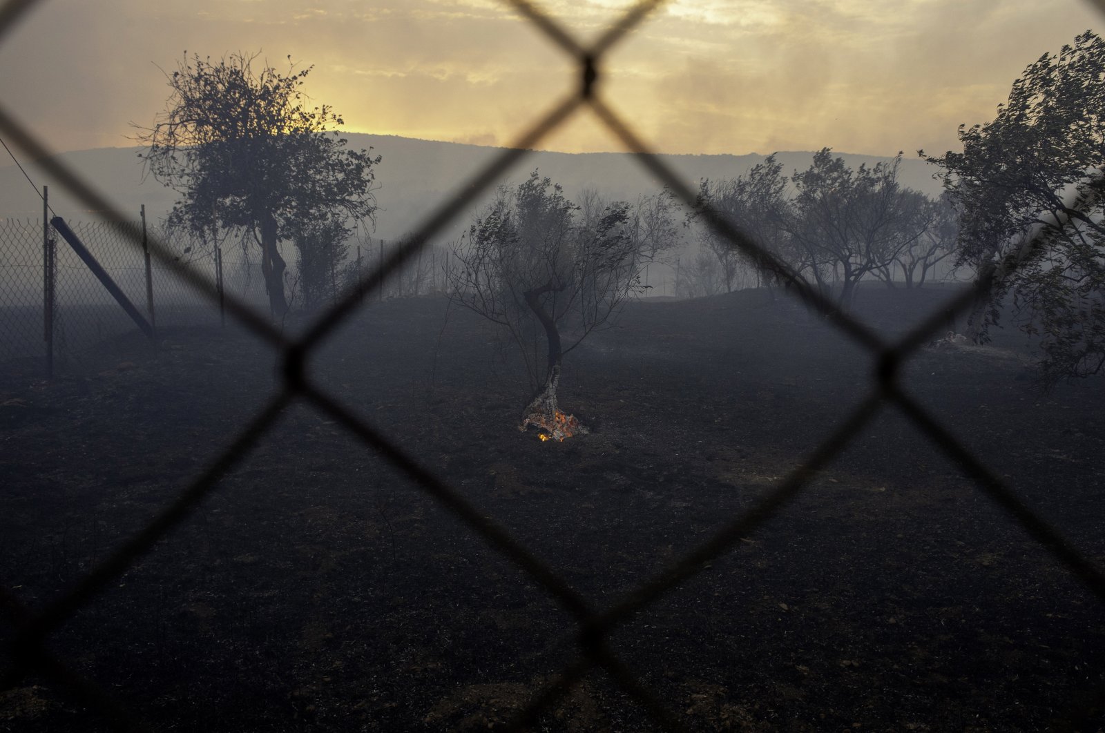A fire burns olive groves in Sesklo village, Volos, eastern central Greece, July 26, 2023. (EPA Photo)