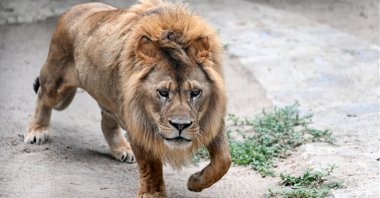 A lion, which had surgery for its broken leg and placed metal implants with its mate, recovers after surgery at Park Of Istanbul Nature and Life Complex in Istanbul, Türkiye, Aug. 9, 2023. (AA Photo)
