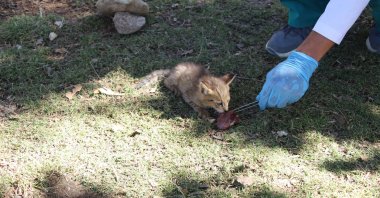 A jungle cat, or reed kitten, found in the southeastern province of Şırnak is taken under the protection of the General Directorate of Nature Conservation and National Parks (DKMP), Aug. 1, 2023. (IHA Photo)