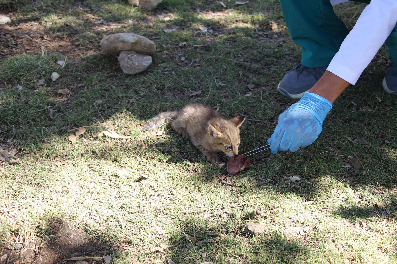 A jungle cat, or reed kitten, found in the southeastern province of Şırnak is taken under the protection of the General Directorate of Nature Conservation and National Parks (DKMP), Aug. 1, 2023. (IHA Photo)