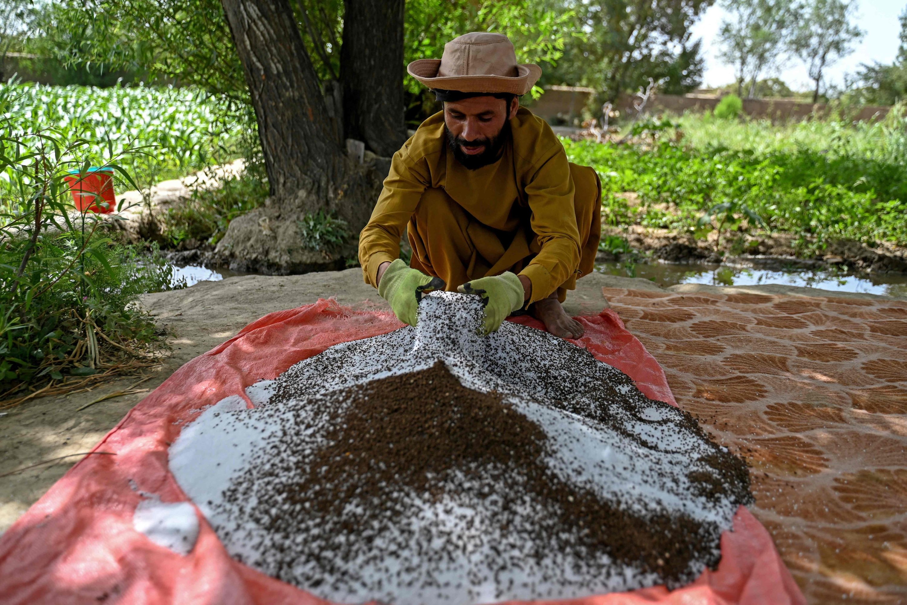 Afghan farmer Rahatullah Azizi prepares fertilizer in Tilanchi village of Parwan province, Afghanistan, Aug. 3, 2023. (AFP Photo)