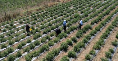 Farmers are photographed working in a vegetable field in Istanbul's Arnavütköy district, Türkiye, July 30, 2023. (IHA Photo)