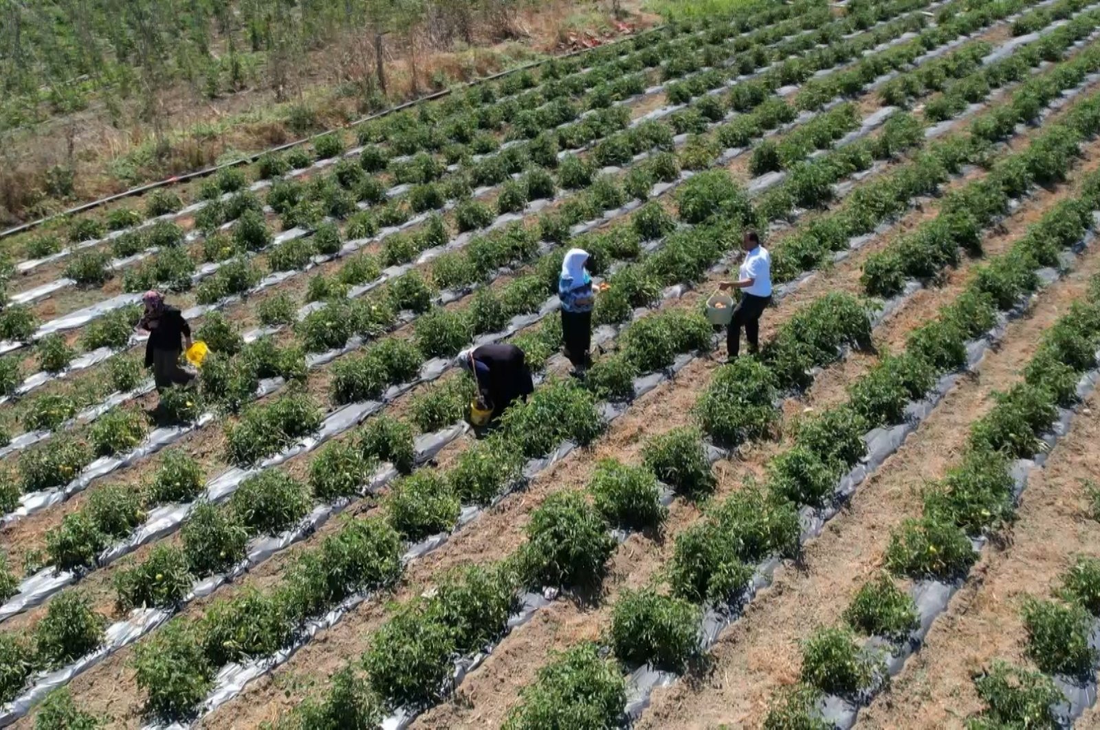 Farmers are photographed working in a vegetable field in Istanbul&#039;s Arnavütköy district, Türkiye, July 30, 2023. (IHA Photo)