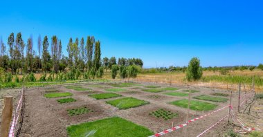 A field hosts a variety of seeds cultivated in Van, Türkiye, Aug. 16, 2023. (AA Photo)