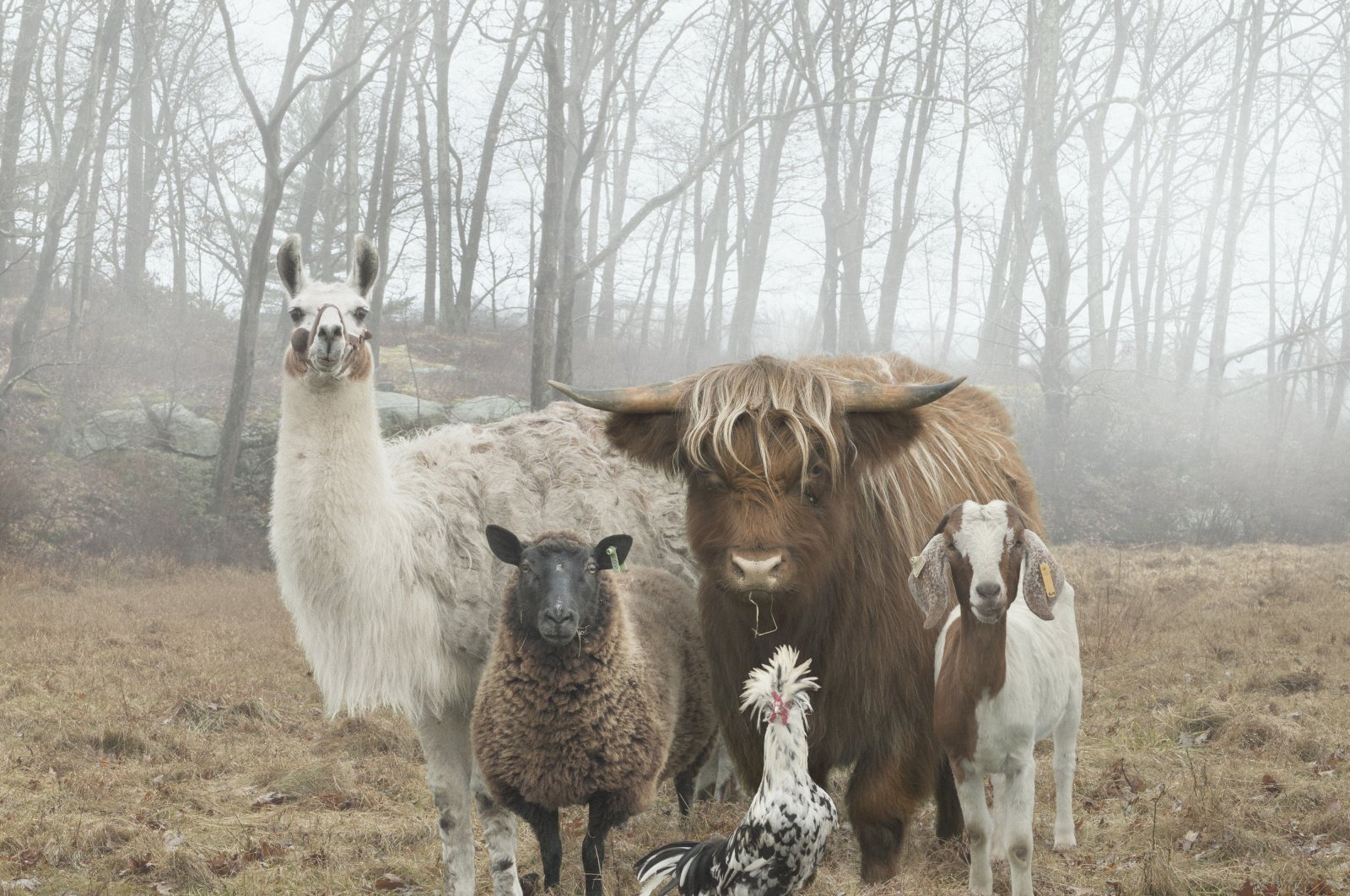 &quot;The Farm Family Project&quot; by Rob MacInnis. (Photo courtesy of 212 Photography Istanbul)