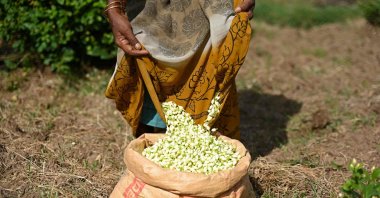 A farmer pours jasmine flowers into a sack after harvesting from farmland on the outskirts of Madurai, India, June 27, 2023. (AFP Photo)