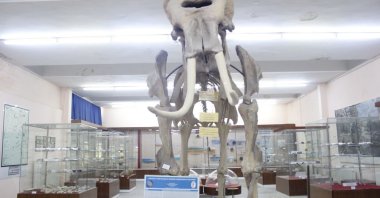 A fossil of an elephant is showcased in Ege University Natural History Collection, Izmir, Türkiye, Aug. 18, 2023. (IHA Photo)