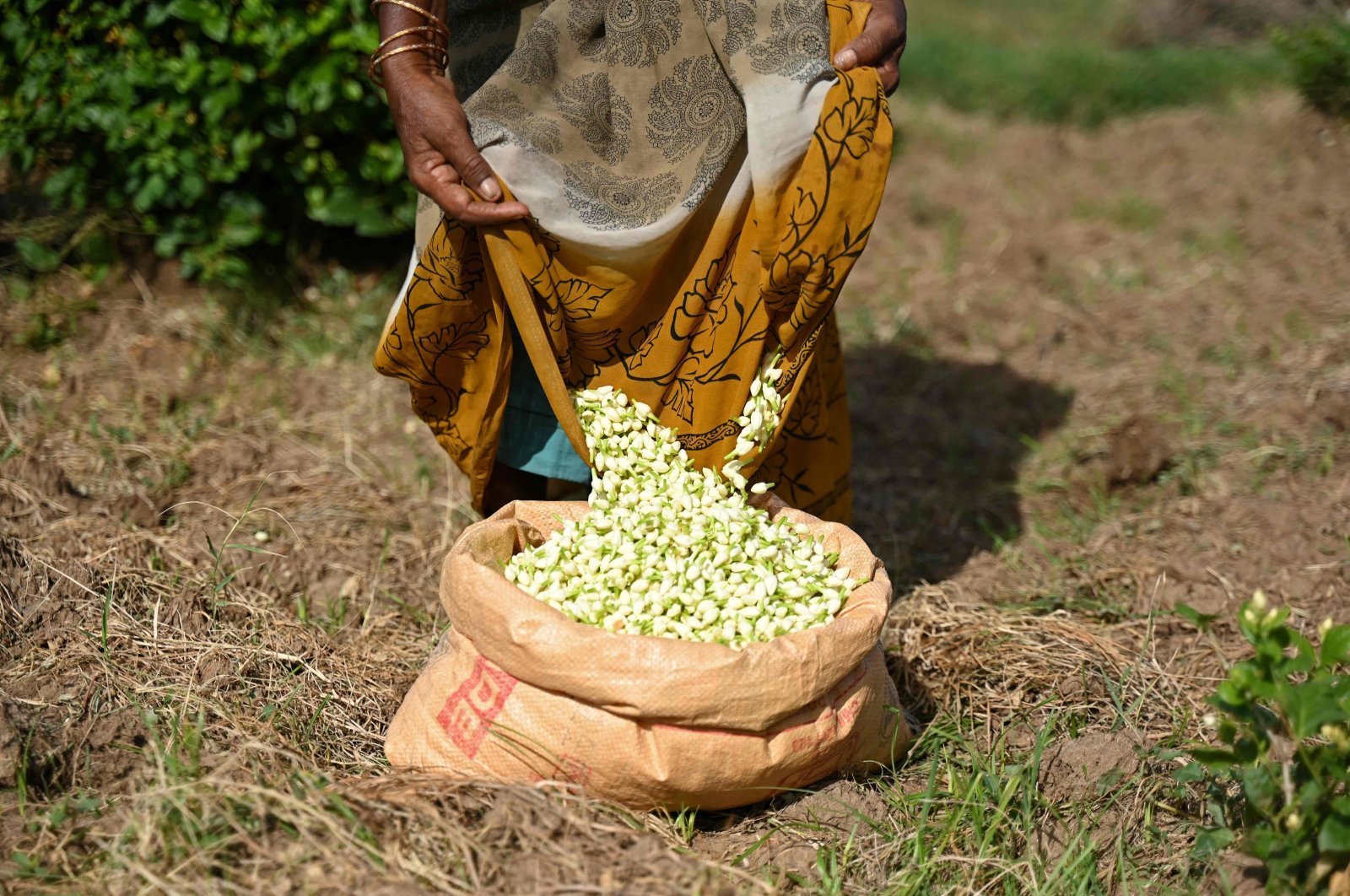 A farmer pours jasmine flowers into a sack after harvesting from farmland on the outskirts of Madurai, India, June 27, 2023. (AFP Photo)