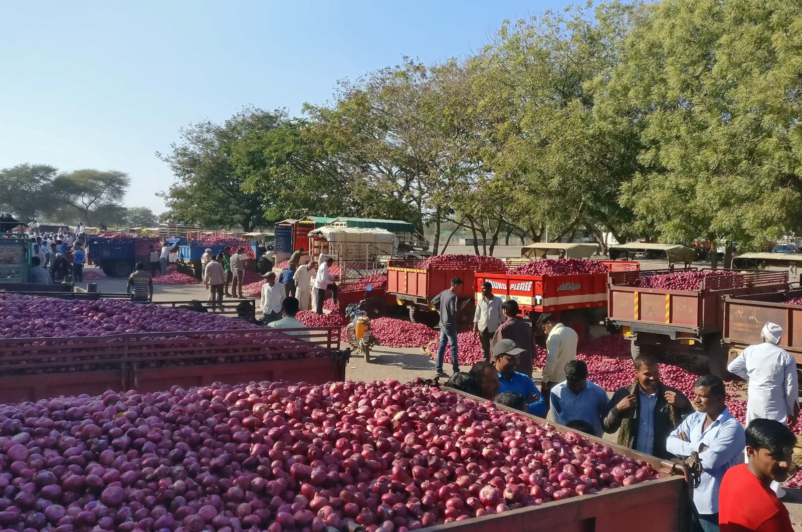 India imposes 40% export duty on onions amid price surge