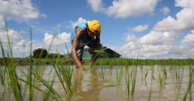 A farmer plants rice in a paddy field in Pulilan, Bulacan province, the Philippines, Aug. 19, 2023. (AFP Photo)