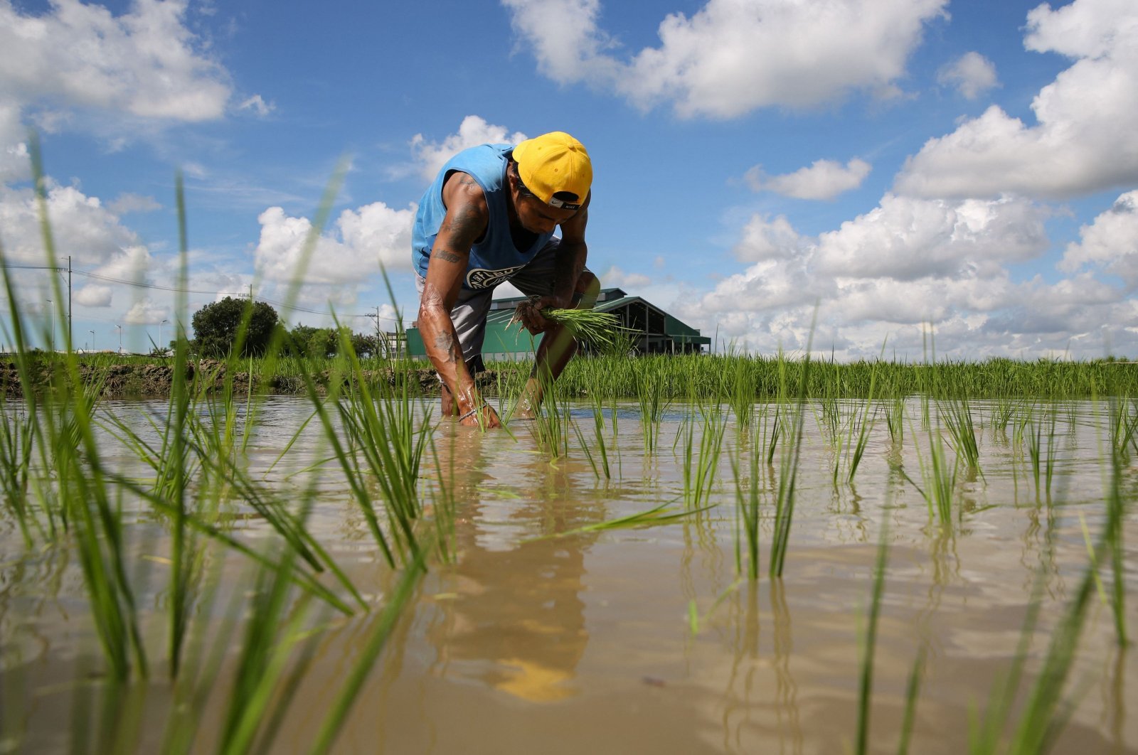A farmer plants rice in a paddy field in Pulilan, Bulacan province, the Philippines, Aug. 19, 2023. (AFP Photo)