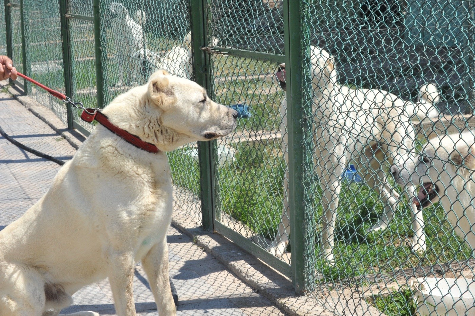 Anatolian Shepherds at the General Directorate of Agricultural Enterprises (TİGEM), Bursa, Türkiye, Aug. 22, 2023. (DHA Photo)