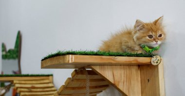 A cat sits at &quot;MEOW Cat Cafe,&quot; Gaza Strip Palestine, Aug. 20, 2023. (Reuters Photo)