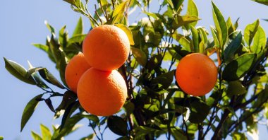Oranges on an orchard in the citrus-rich province of Muğla, southwestern Türkiye, Aug. 9, 2023. (IHA Photo)