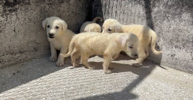 Cute Turkish Shepherd puppies at the General Directorate of Agricultural Enterprises (TİGEM), Bursa, Türkiye, Aug. 22, 2023. (DHA Photo)