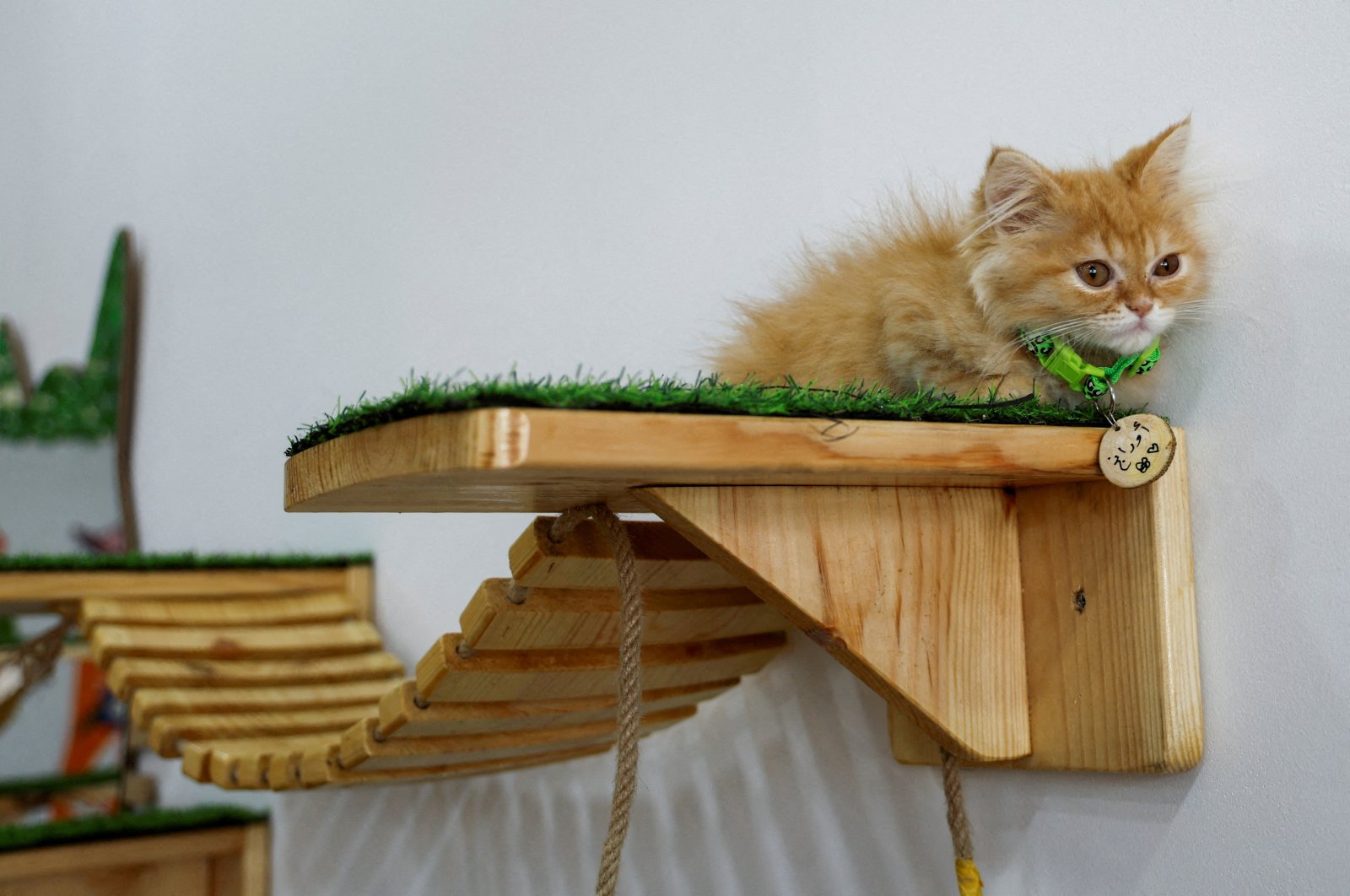 A cat sits at &quot;MEOW Cat Cafe,&quot; Gaza Strip Palestine, Aug. 20, 2023. (Reuters Photo)