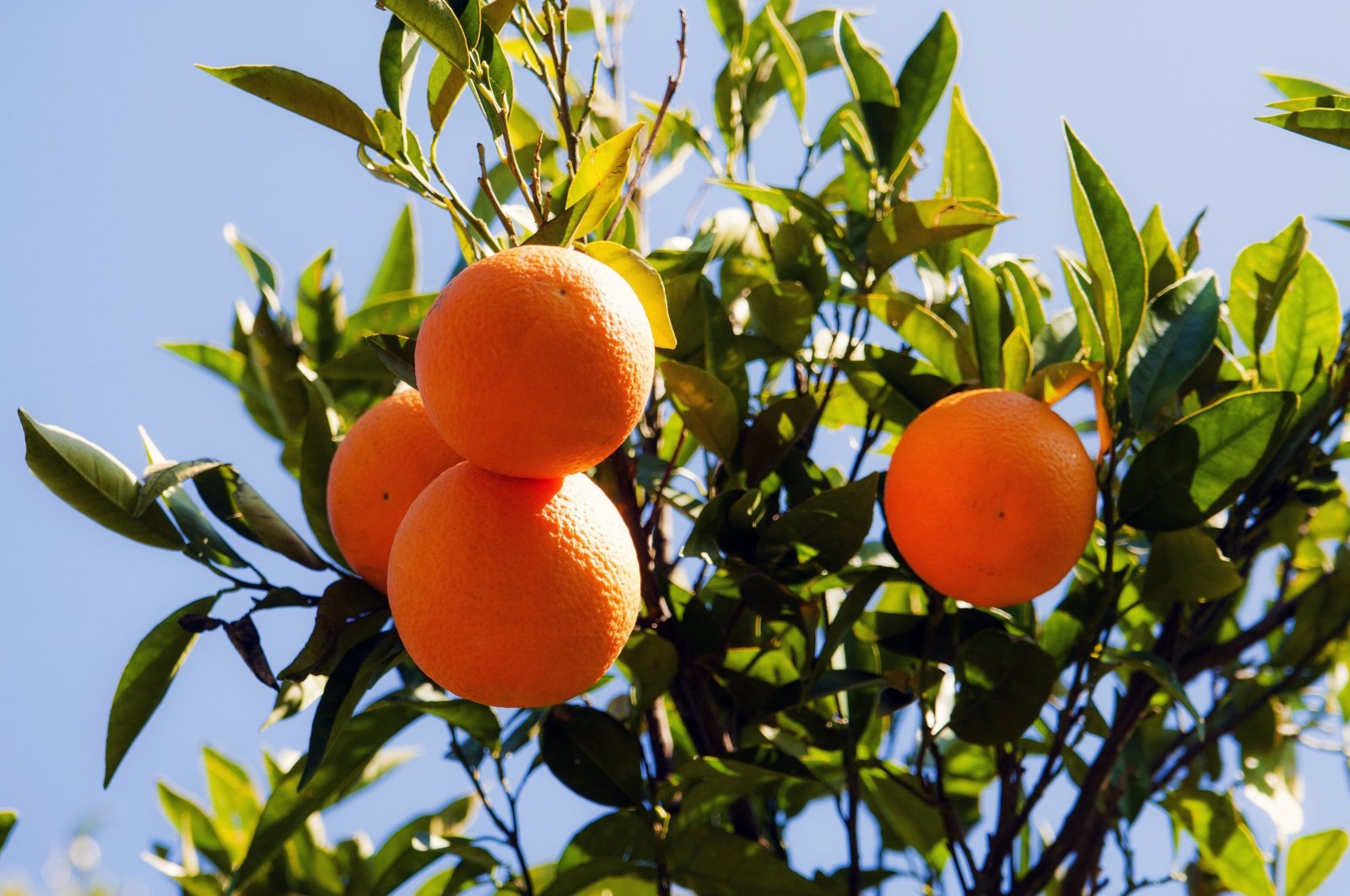Oranges on an orchard in the citrus-rich province of Muğla, southwestern Türkiye, Aug. 9, 2023. (IHA Photo)