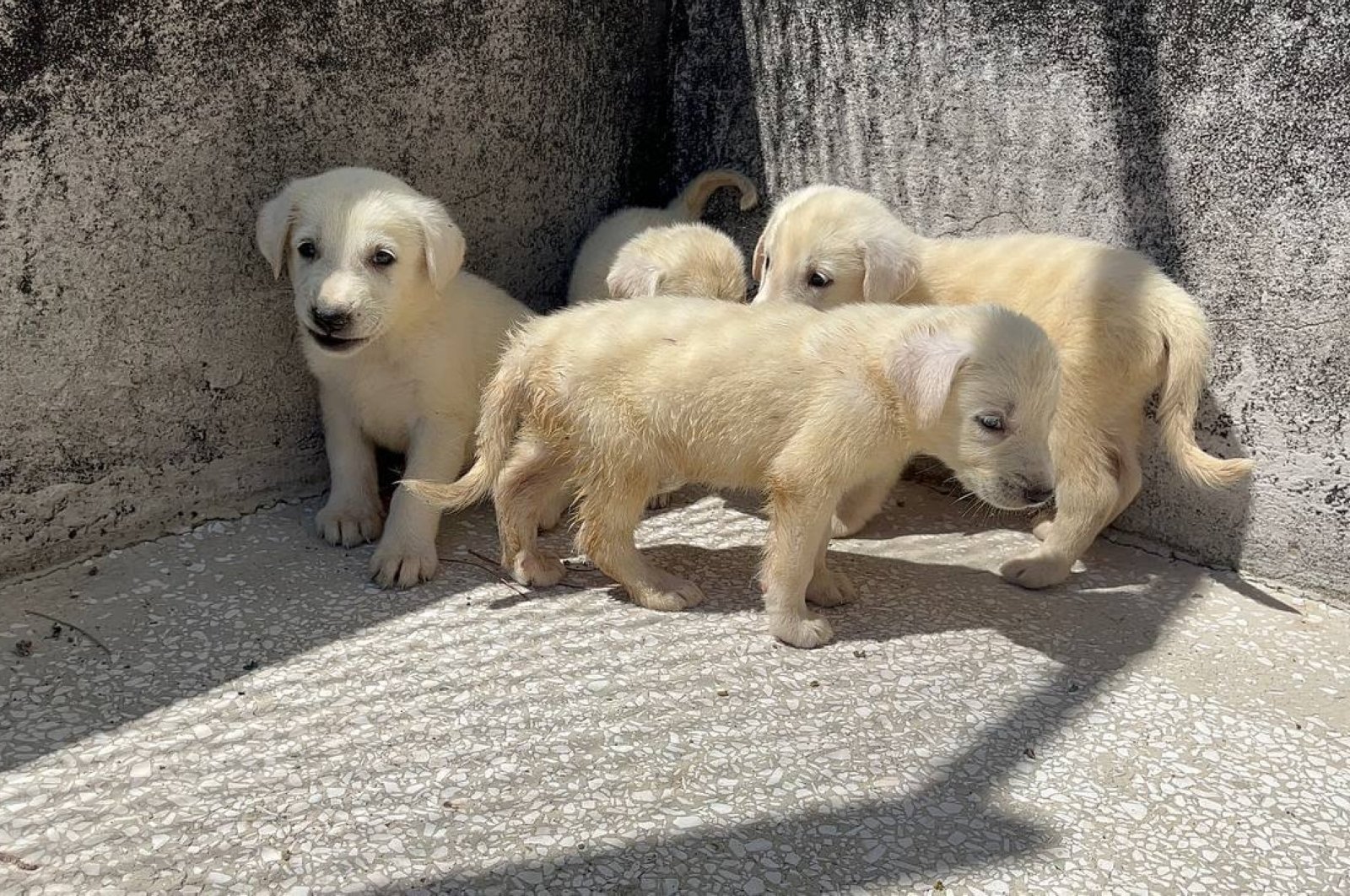 Turkish Shepherd dog enthusiasts await turn as demands spike