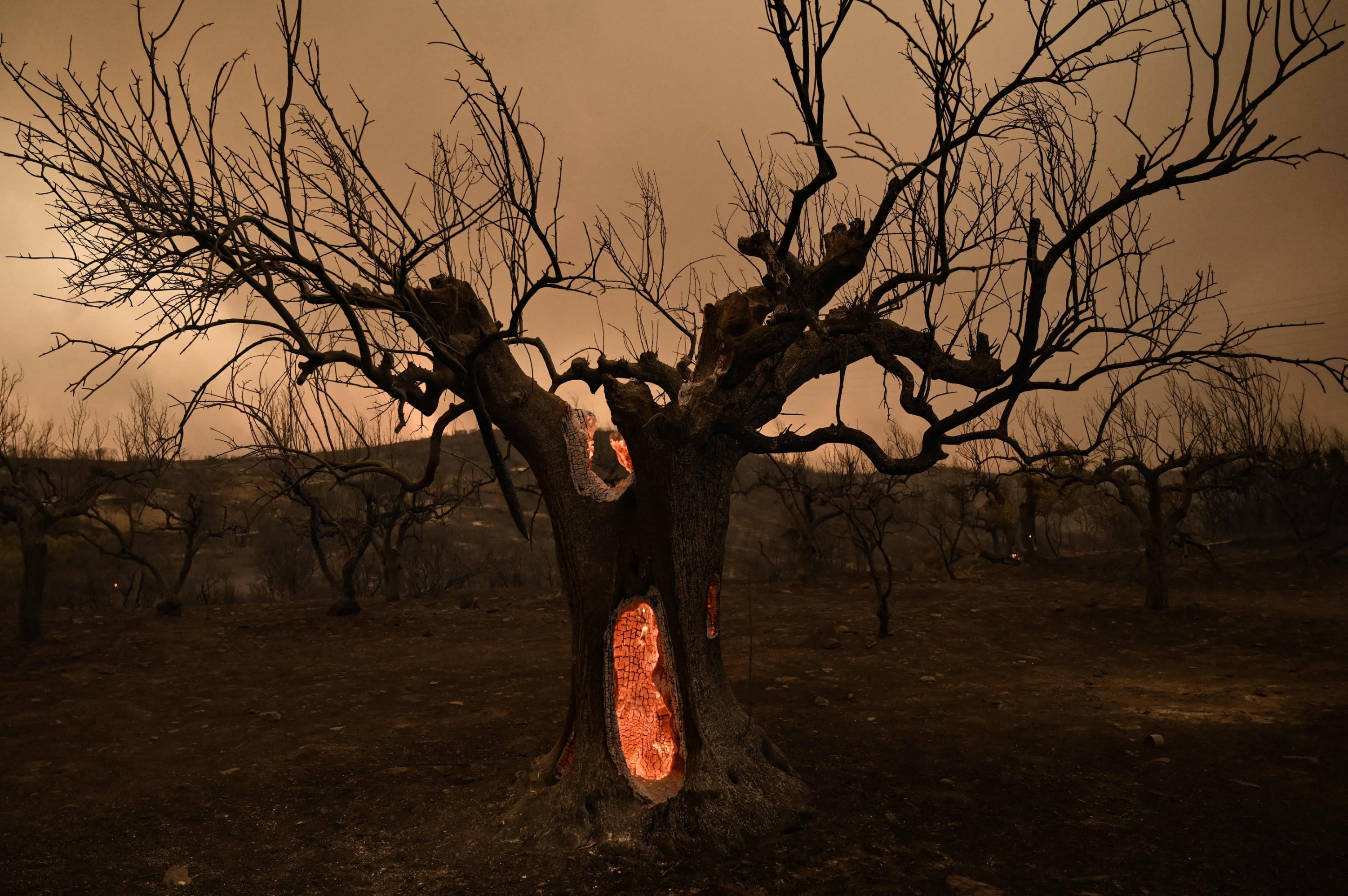 An olive tree burns as a wildfire rages in Alexandroupoli, northern Greece, Aug. 22, 2023. (AFP Photo)