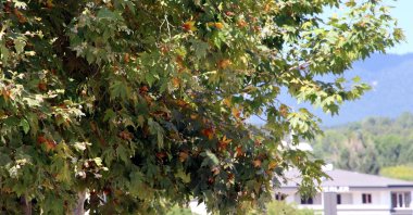 Leaves turn yellow amid rising temperatures in Bolu, northern Türkiye, Aug. 23, 2023. (DHA Photo)
