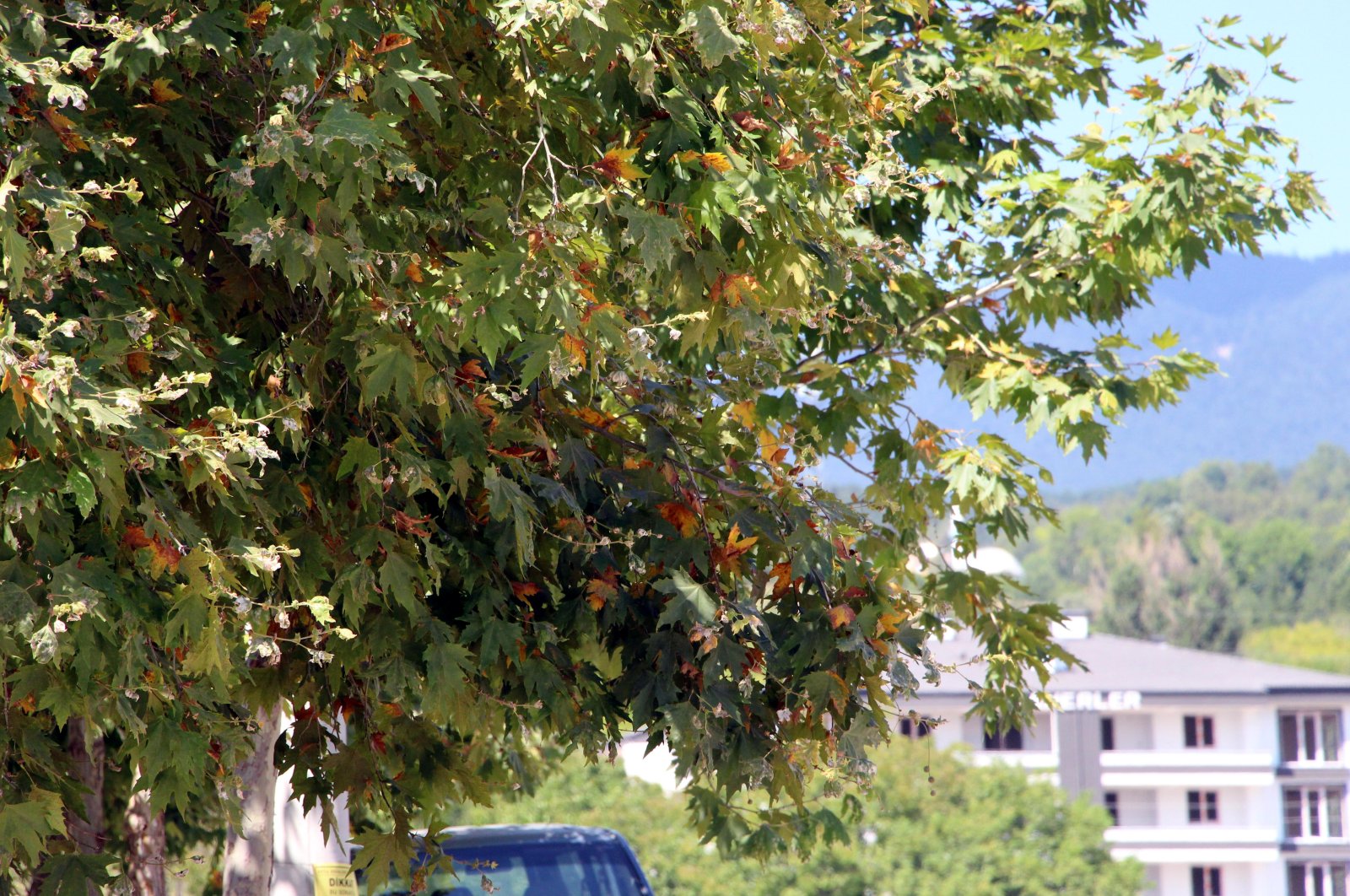 Leaves turn yellow amid rising temperatures in Bolu, northern Türkiye, Aug. 23, 2023. (DHA Photo)