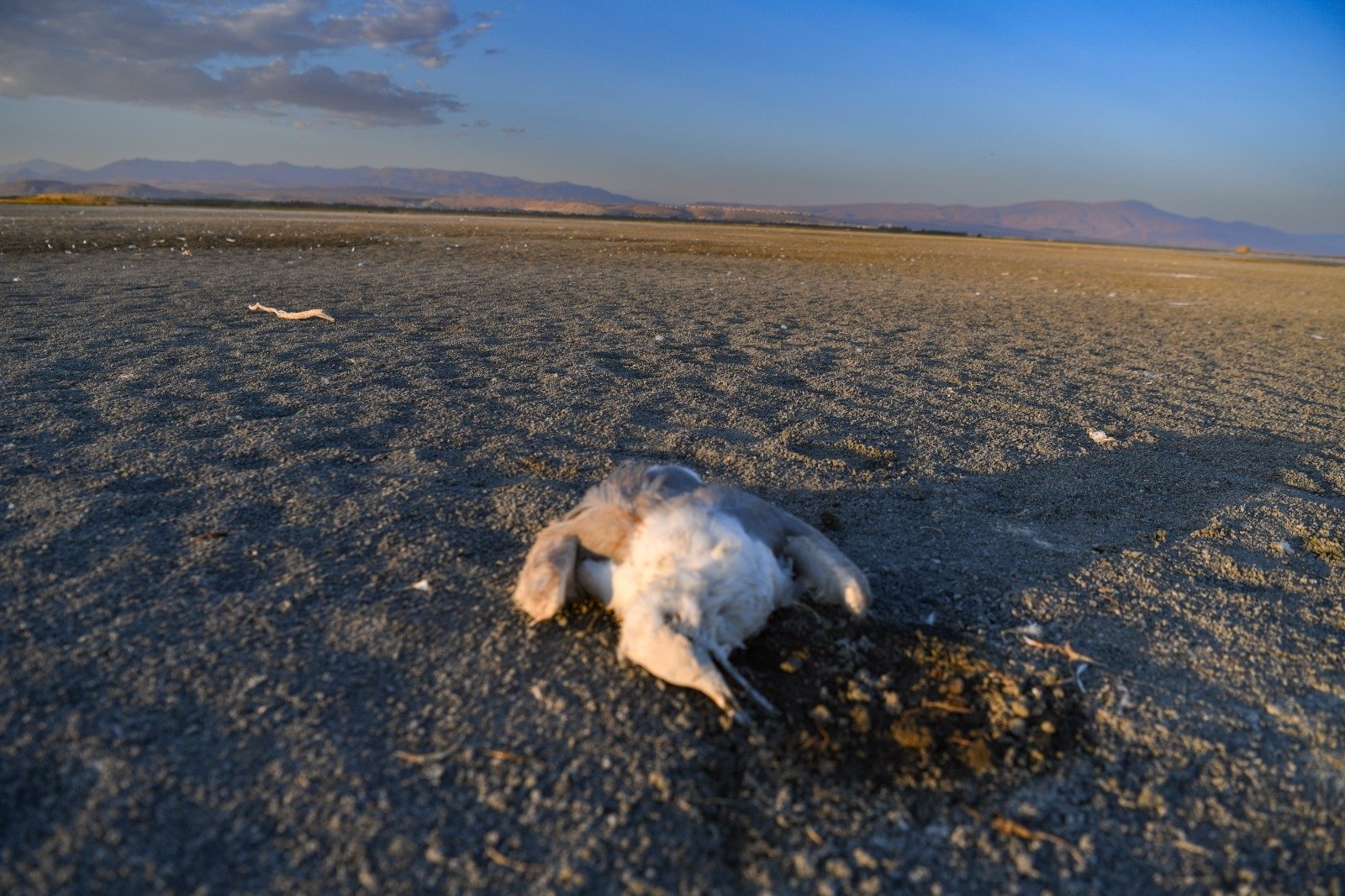 A seagull is seen dead amid the shrinking shorelines of Lake Van, Türkiye, Aug. 25, 2023. (Photo by Fulya Özerkan)