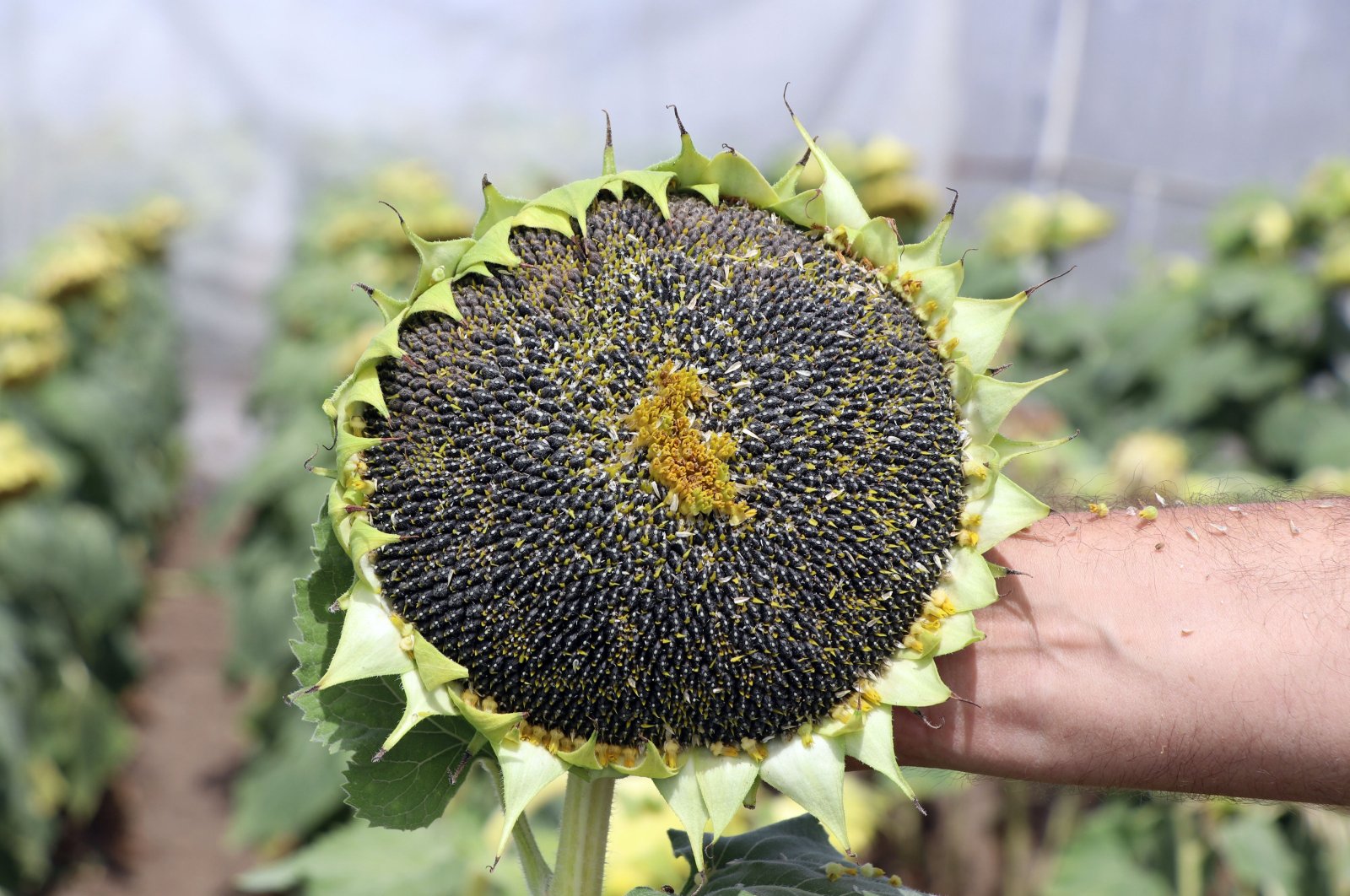 Türkiye’s Edirne yields hybrid sunflower resistant to drought