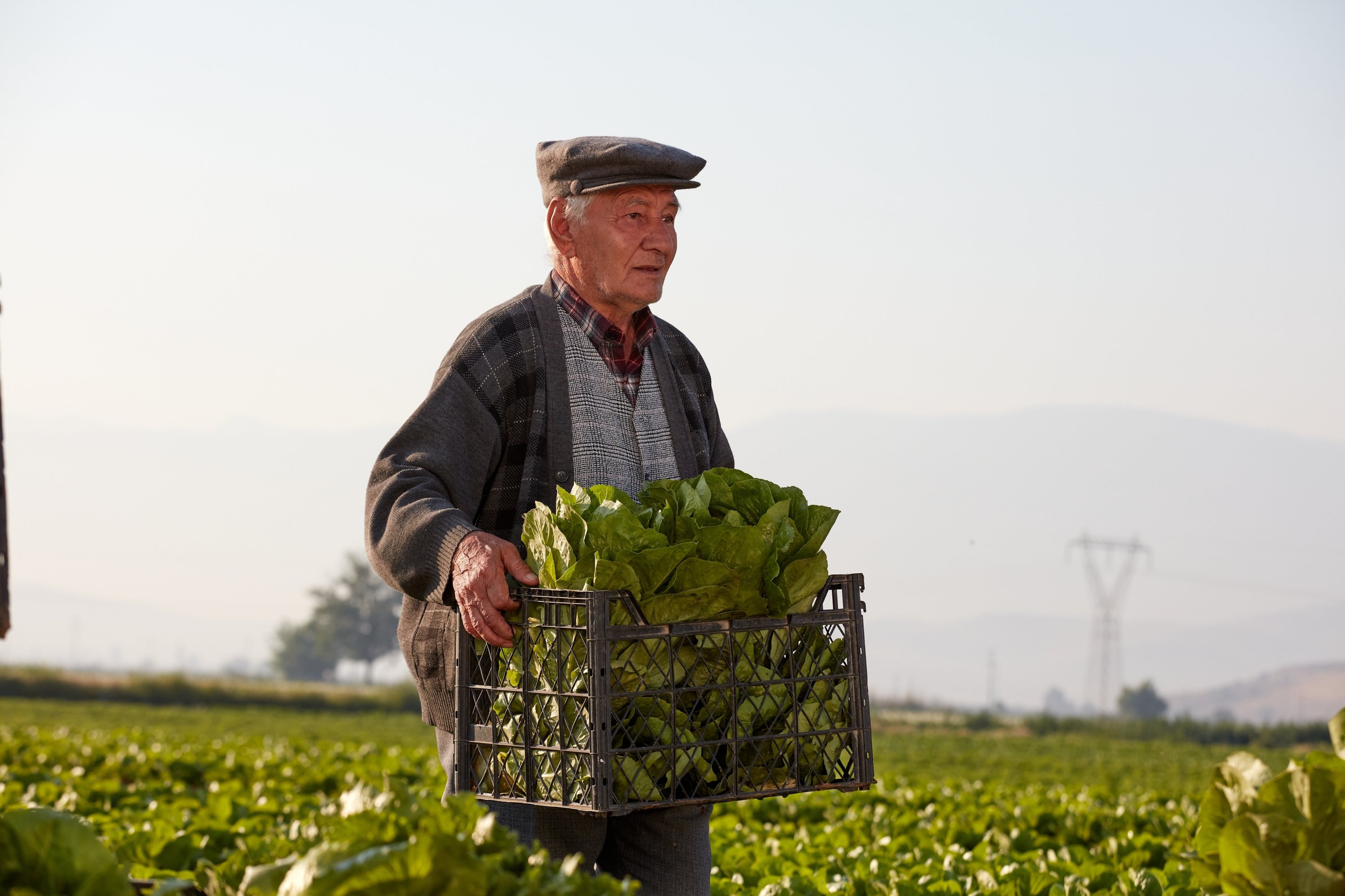 A lettuce field in Muğla, Türkiye, Feb. 3, 2022. (Shutterstock Photo)