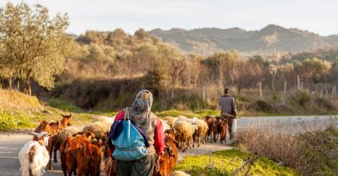 Two villagers are bringing the herd back from grazing at the end of the day, Manisa, Türkiye. (Shutterstock Photo)