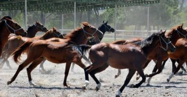 Specially bred Arabian racehorses at a stud farm in Karacabey, Bursa, Türkiye, Aug. 28, 2023. (DHA Photo)