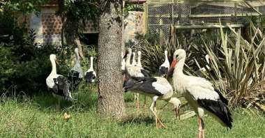 The rescued storks settle in at the House of Lost Storks, Kocaeli, Türkiye, Aug. 28, 2023. (AA Photo)