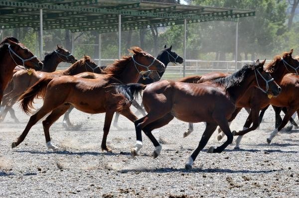 Arabian horses fetch over ,000 at auction in Türkiye’s Bursa