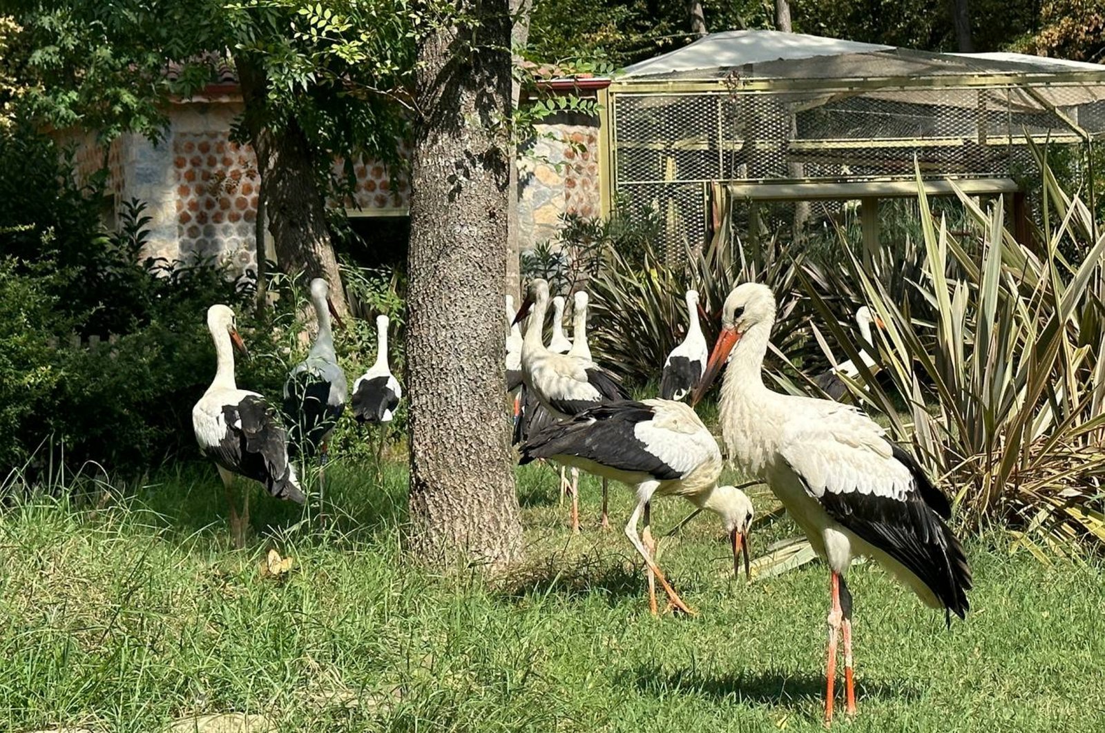 Injured storks treated in Türkiye’s Kocaeli, freed to resume migration