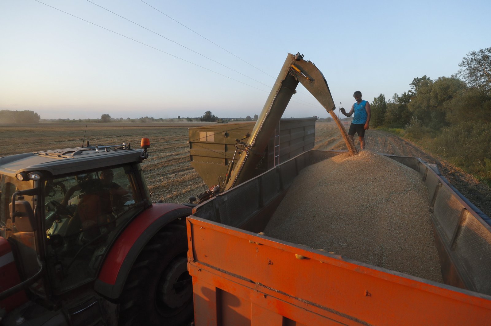 Ukrainian farmers to plant less wheat, more oilseeds for 2024: Survey