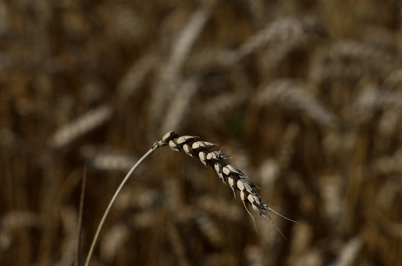 Ukraine unlikely to reduce winter wheat sowing despite export crisis