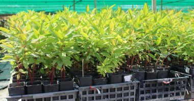 The clones of eucalyptus species are seen in the research laboratory, Ankara, Türkiye, Sept. 1, 2023. (DHA Photo)