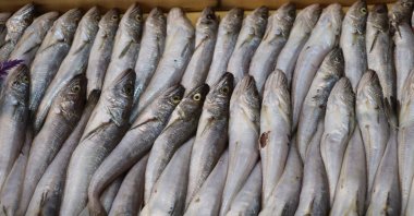 Fish seen on the counter in a market, Edirne, Türkiye, Sept. 1, 2023. (AA Photo)