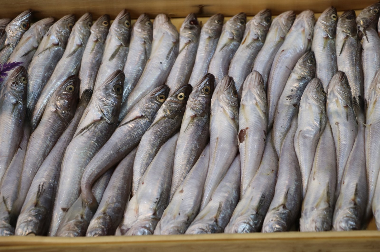 Türkiye lifts ban on fishing to boost fisheries, save biodiversity