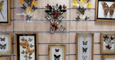 Dead butterflies framed are seen in a shop in Tropical Butterfly Garden, Konya, Türkiye, Feb. 10, 2022. (Photo by Sisa Bodani)