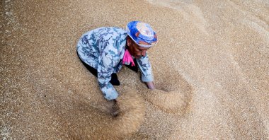A worker collects wheat at the Benha grain silos in Al Qalyubia Governorate, Egypt, May 19, 2022. (Reuters Photo)