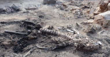 Skeletal remains discovered at Tavşanlı Mound in Türkiye&#039;s Kütahya province in this photo released on Sept. 4, 2023. (AA Photo)