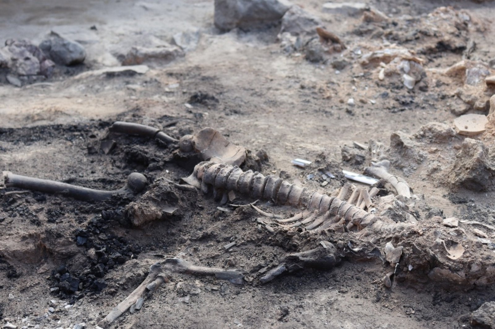 Skeletal remains discovered at Tavşanlı Mound in Türkiye&#039;s Kütahya province in this photo released on Sept. 4, 2023. (AA Photo)
