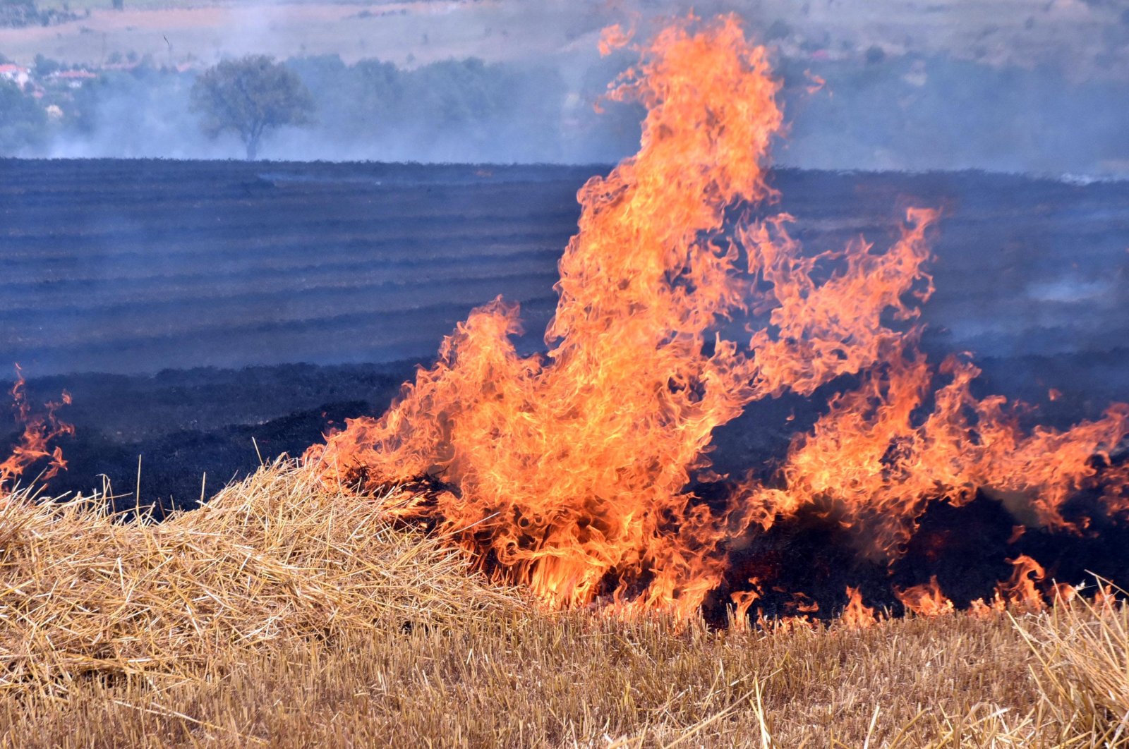 Forest fires in western Türkiye raze 7,248 decares of farmland